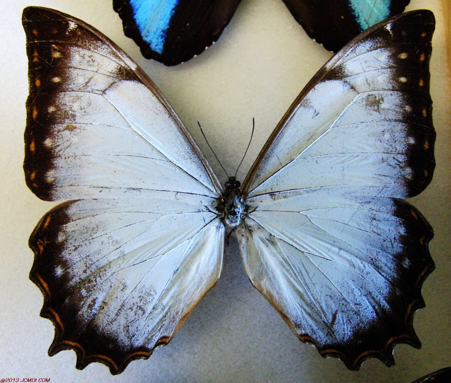 Morpho ssp
